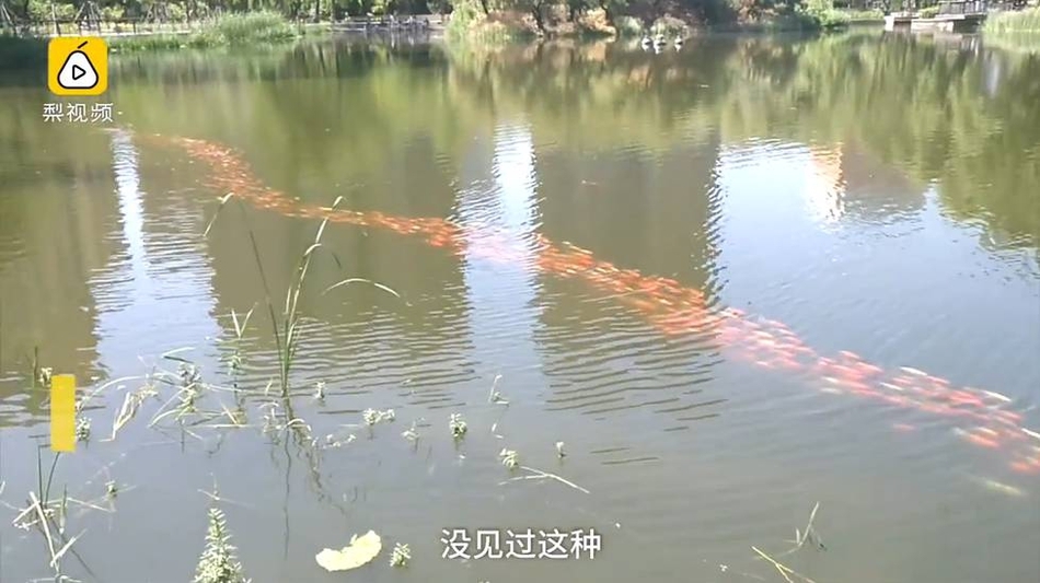 太原龙潭公园:数千锦鲤排长队 图片引众多网友转发