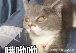 可爱卖萌表情猫咪表情包校长金走开1!你丑到朕了图片