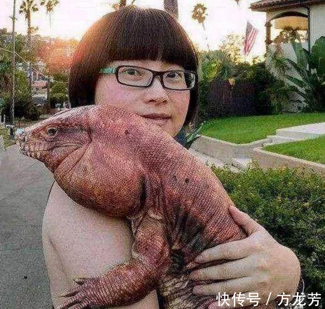 重口味女孩养巨大蜥蜴当宠物,金毛见到后被吓