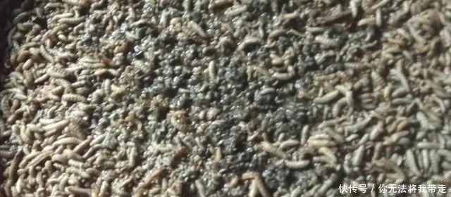 山地出租20元一亩