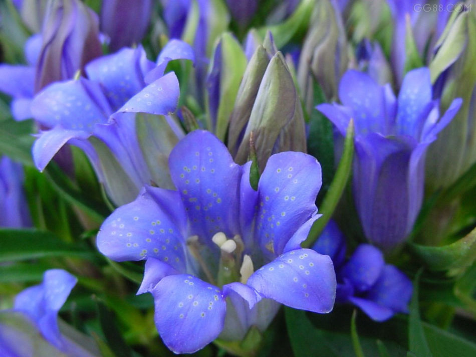依米花