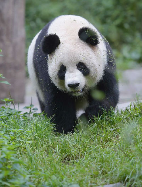 外媒:中国野生大熊猫生存环境改善 仍需更多保护