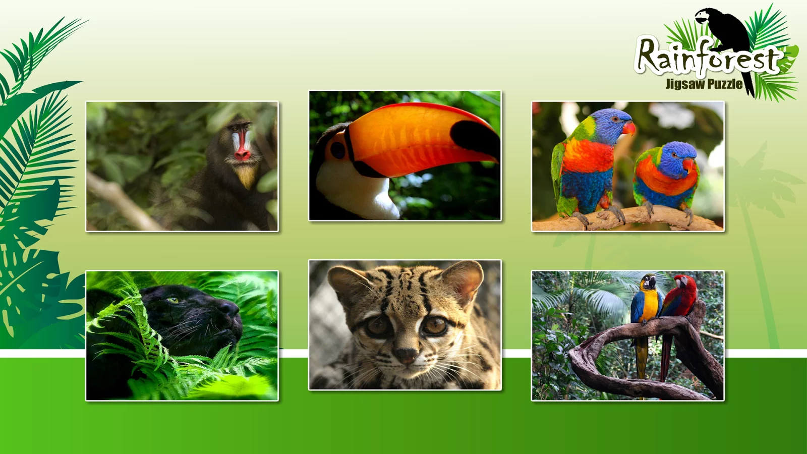 Rainforest Animals Puzzle截图15