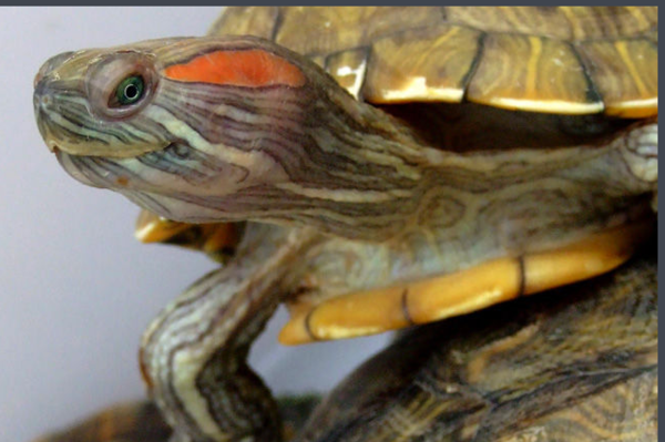 如果巴西龟不吃东西,可以泡葡萄糖水吗?