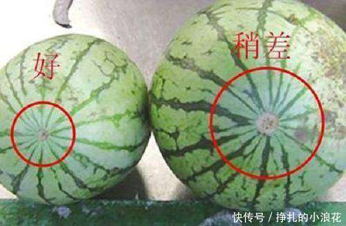 西瓜分公母,母的最甜!教你简单3个窍门,轻松挑出香甜的母瓜