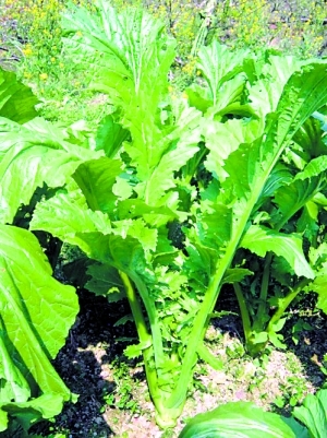 霜冻芥菜赛腊肉 腐竹炒菜梗