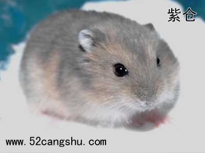 两只紫仓鼠交配生出来的是什么仓鼠 求图片_360问答