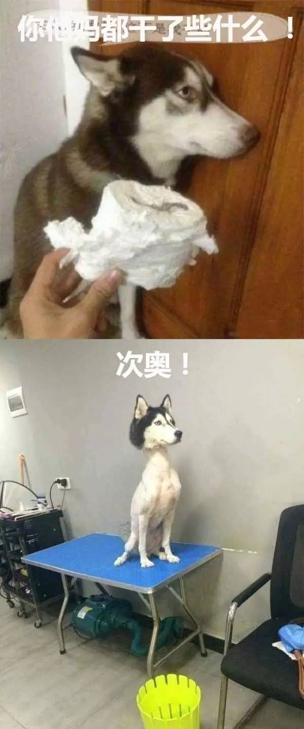 来自二哈的忏悔~越看越想笑!