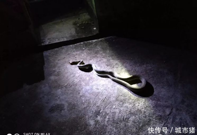 昨天!上饶广丰居民家出现一条近2米长的蛇