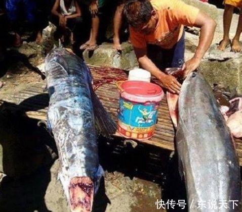 纹身师往鱼苗身上纹身,鱼长大后鱼皮,竟然能卖