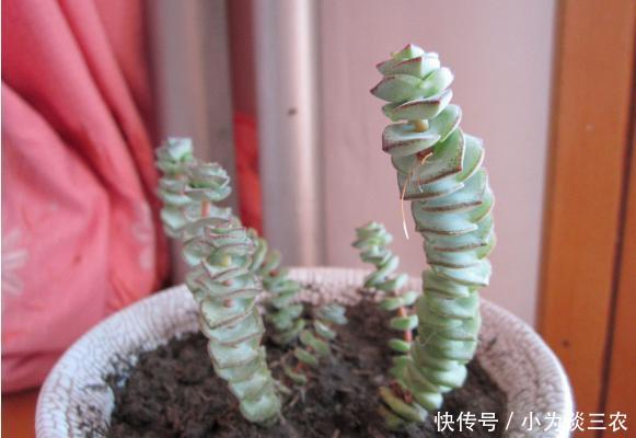 多肉钱串子怎么养护,钱串子怎么砍头!