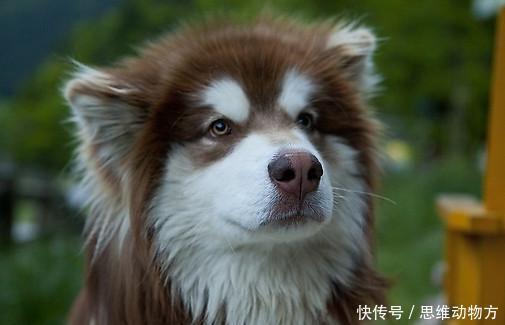 南方人最不喜欢养的4种犬,京巴上榜,最后一种