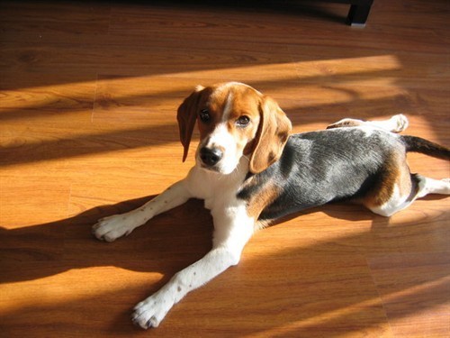 怎样训练比格犬 秋天是训练幼犬觅踪的佳季_3