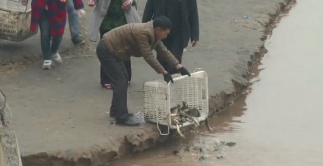 黄河鲤卡在石缝中多年，扭曲变形，坚强生长，钓鱼人解救放生