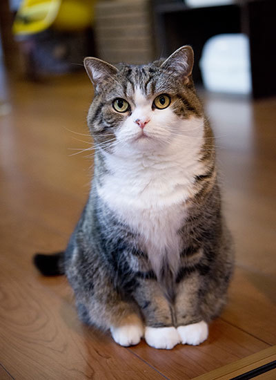 猫的名字好听点的英文 t017d95add98c218fa1.jpg?size=400x550