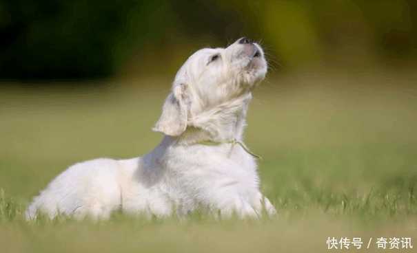 智力趣味题: 狗为什么喜欢汪汪叫?