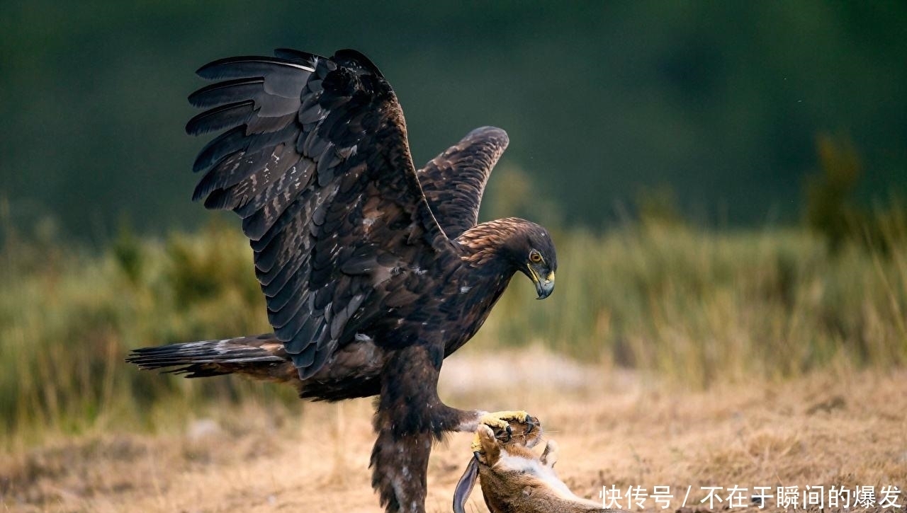 野兔是保护动物吗