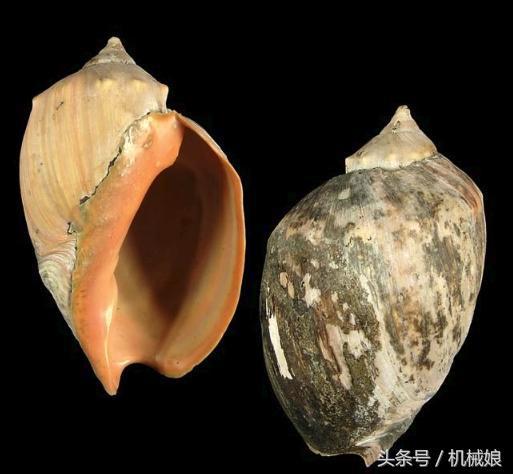 南美洲海滩上壮观的巴西涡螺卵,被人当作外星