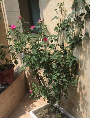 蔷薇花这样养,一根枝条就能种,爬藤几米长,开出