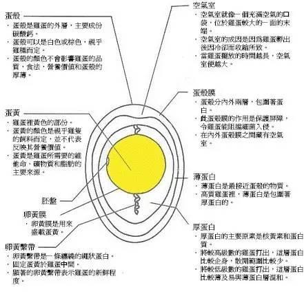 生鸡蛋能不能吃?这简直是和鸡生蛋还是蛋生鸡一样难解