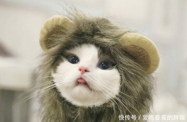 馒头最火的网红猫:表情全网打扰,第四位的表情仙女包别上榜我冬眠图片