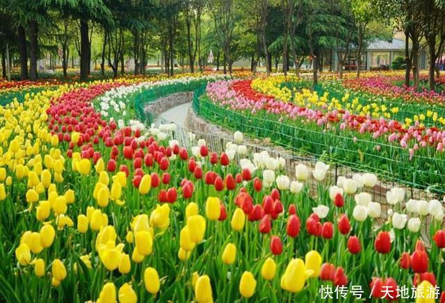 花卉摄影:醉人郁金香