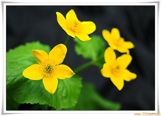 古人养生经典名言