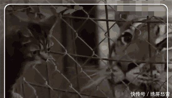 男子带着小猫去动物园看它徒弟老虎, 小猫表