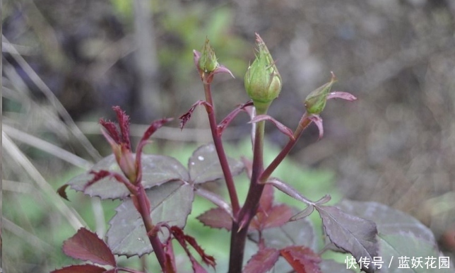 蓝妖:月季开花后如何施肥?至少50%的人做错了