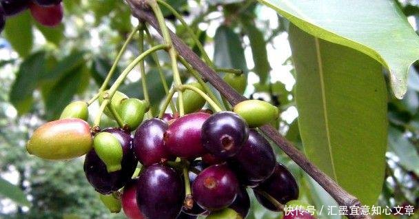 有一种果子,一听名字就觉得恶心,却卖40多元一