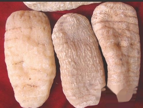 如何种植天麻 t0182f5aac11c994eb3.jpg