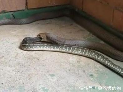 男子在家发现两条蛇纠缠在一起,上前仔细一看,男子大惊失色