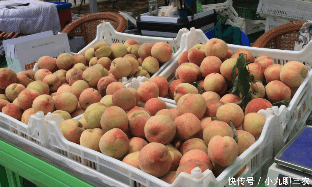 如今桃子上市,城里价格6块一斤,果农却惆怅:也