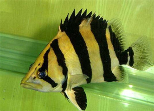 A Comprehensive Guide to <strong><mark>arowana</mark></strong> in Piotrkow: Location, Distribution, Business Hours, and Products