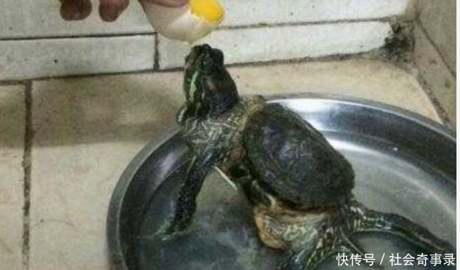 父亲去世3年后,在床下发现老人养的乌龟,变成