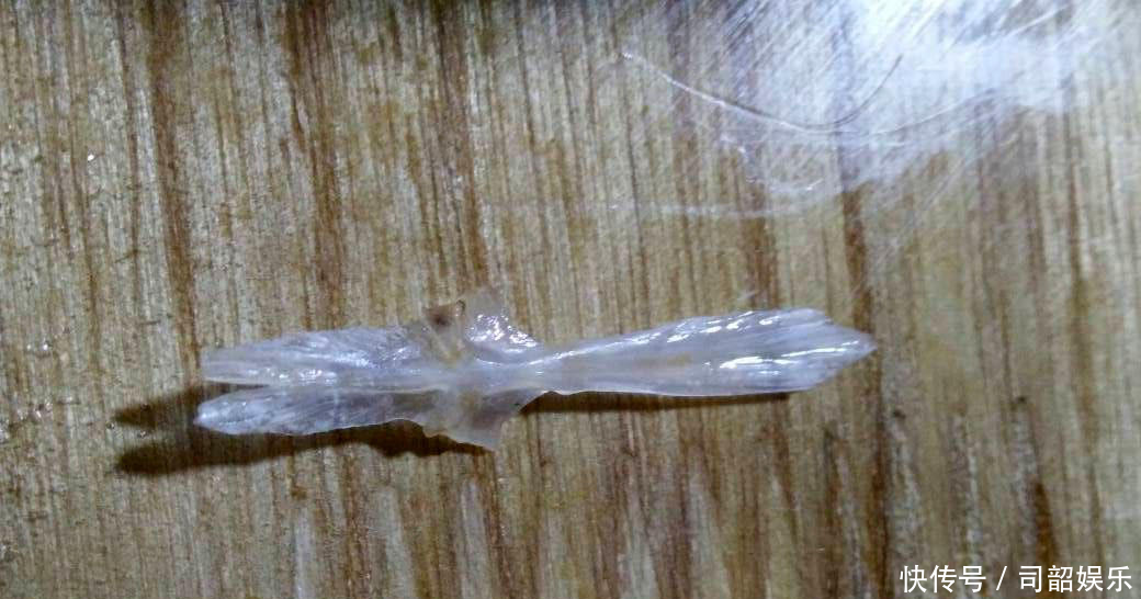 藏区基本没人钓鱼，高山冷水鱼的密度很大