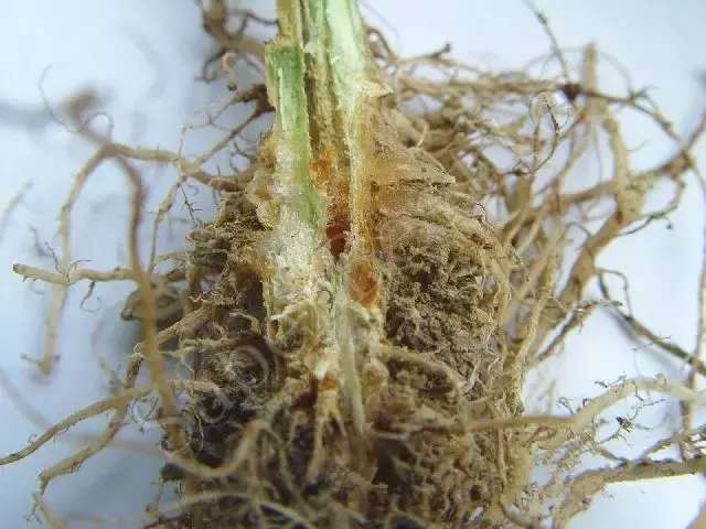 哪些蔬菜需要灌根 t01862f2d51164579c7.jpg?size=640x480