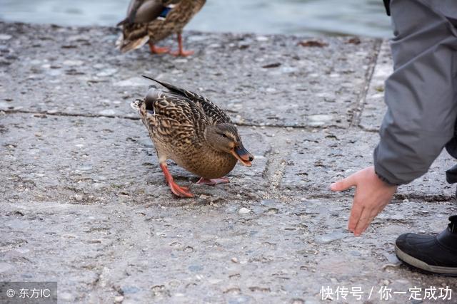 农村俗语:“家有万担粮,不养扁嘴王”,是什么意思?