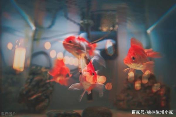 龍魚嘴撞破皮要拔掉嗎圖片（龍魚嘴撞破皮要拔掉嗎圖片大全）