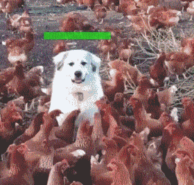 搞笑gif: 双方就如何才能不尿床交换了意见