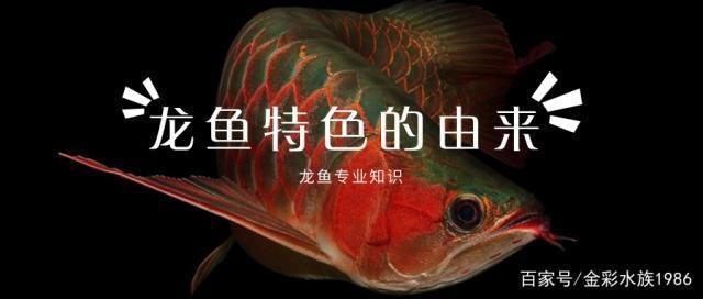 紅龍魚吃什么牌子的飼料好養(yǎng)活呢（紅龍魚吃什么牌子的飼料好養(yǎng)活呢視頻）