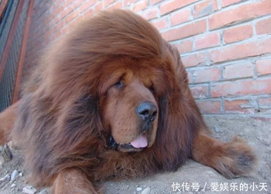 藏獒与野狼成功结合,生出凶猛的獒狼竟有人出价80万元 皇冠国际hg0088