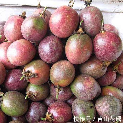 台农1 号百香果高产栽培技术