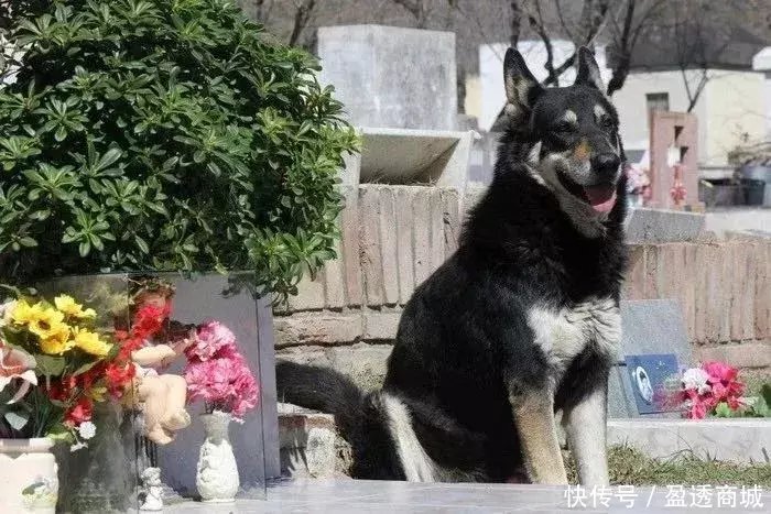 主人去世，爱犬随之消失，11年后真相大白：我愿一生孤独，只为爱