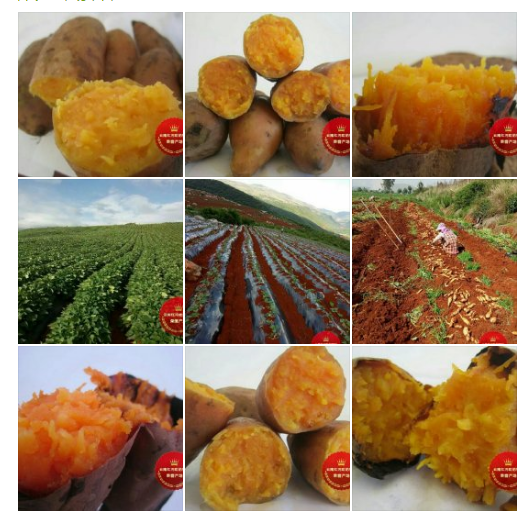 新农人大V们平日里自媒体都发布些什么内容?