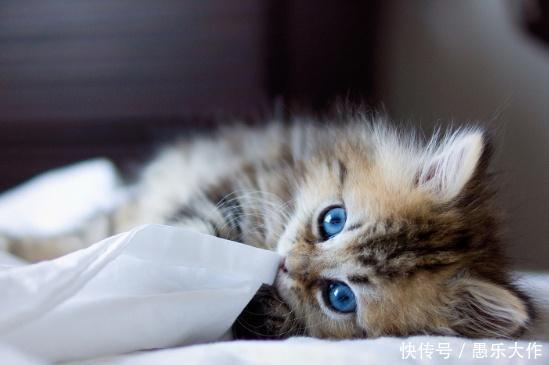 怀孕可不是弃养猫咪狗狗的理由,弓形虫没有那