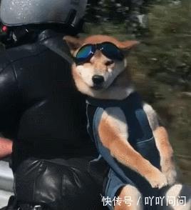 宠主带狗骑车,柴犬像书包一样,被背在身后,这是