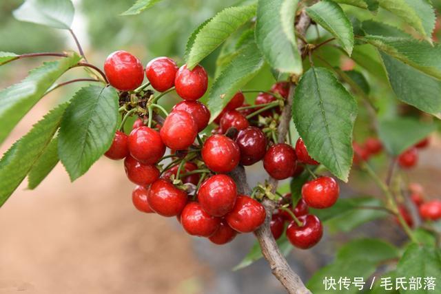 樱桃树栽培技术|大樱桃树整形修剪关键点之拉