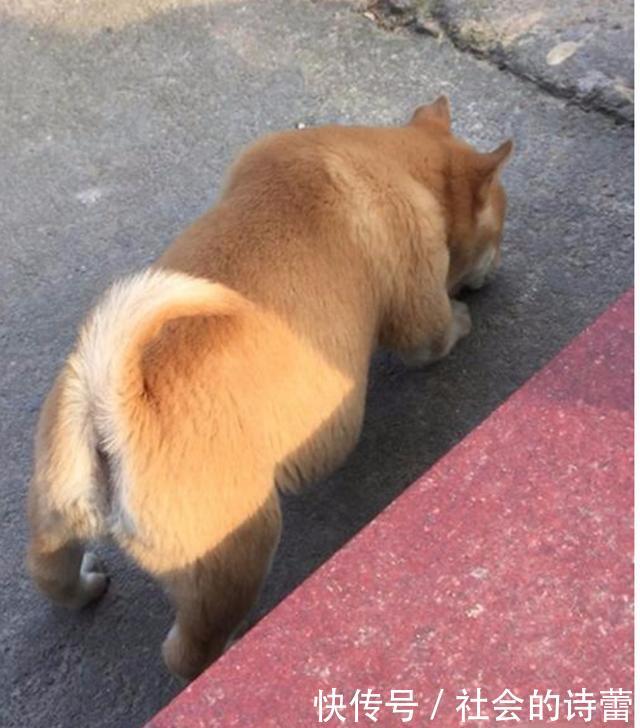 男子领了一只土狗回家,在家里大吃大喝,一个月