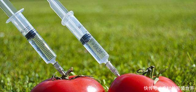 转基因耐贮藏西红柿、抗病毒番茄、抗病毒甜椒市场上还有吗